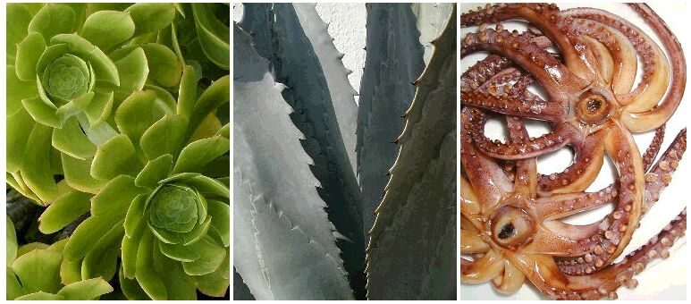 the universal form of a flower